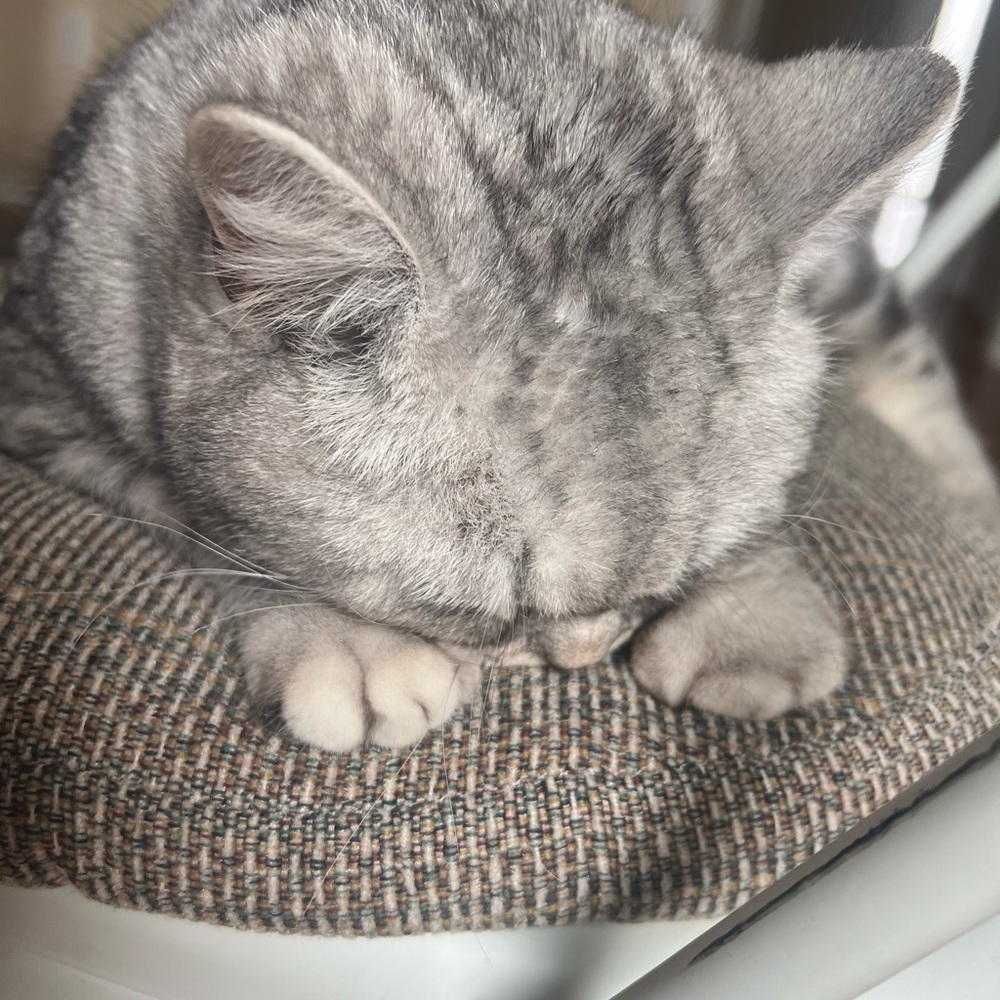 Meet your Posher, Maggie